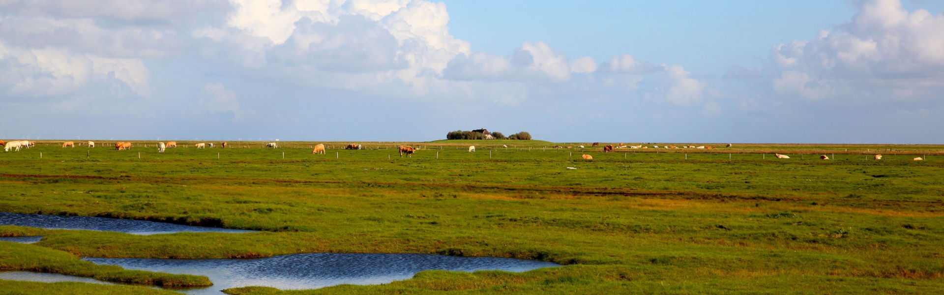 Warft mit Hallighaus, im Vordergrund weiden Kühe auf der Fenne